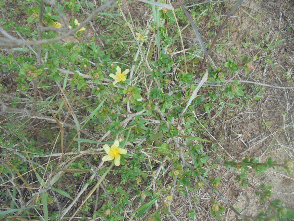 Sida cuneifolia Roxb.